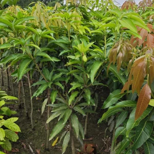বিদেশি আমের চারা-01