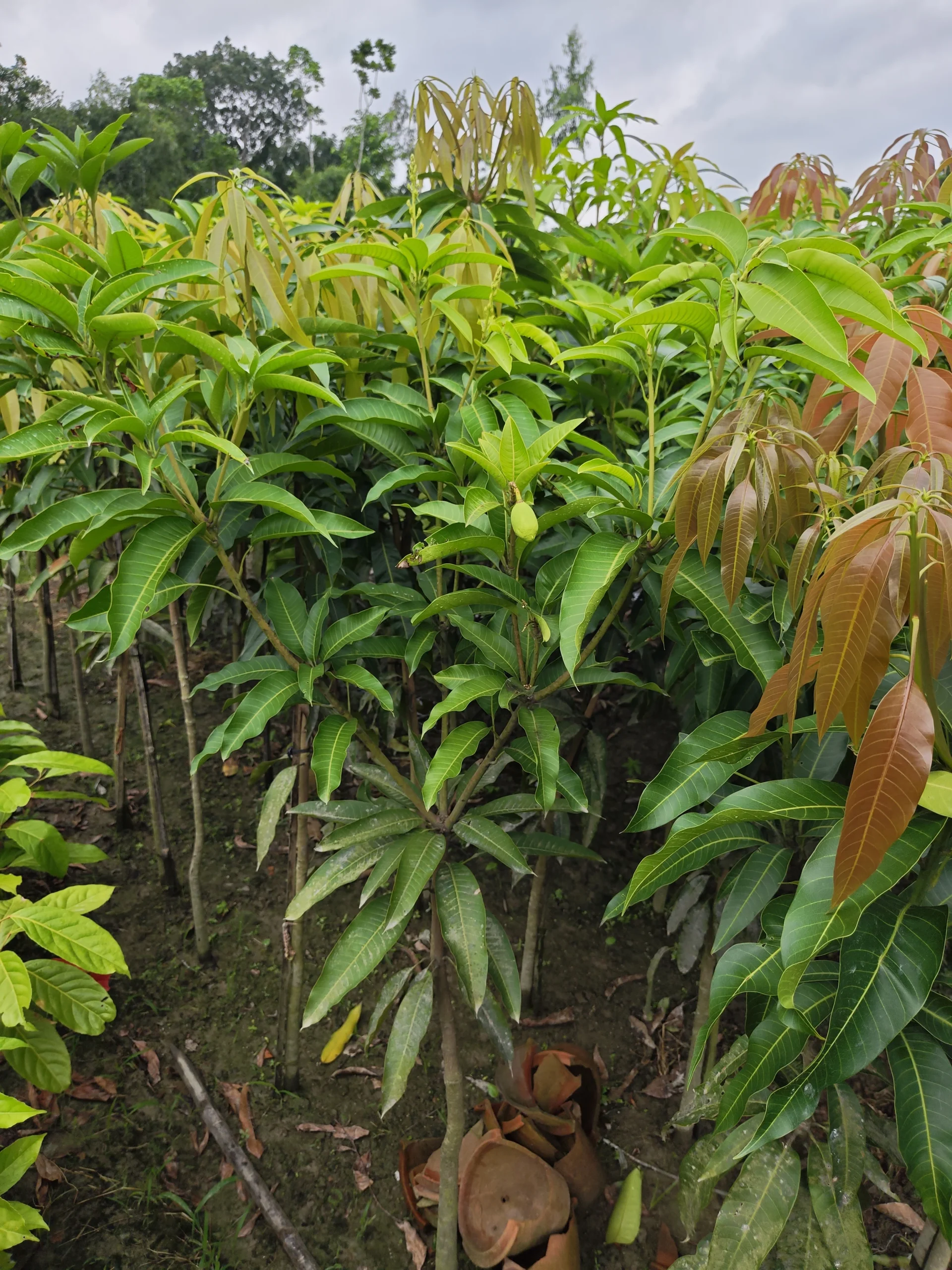 বিদেশি আমের চারা-01