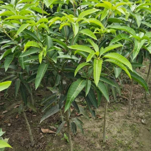 দেশি আমের চারা-01