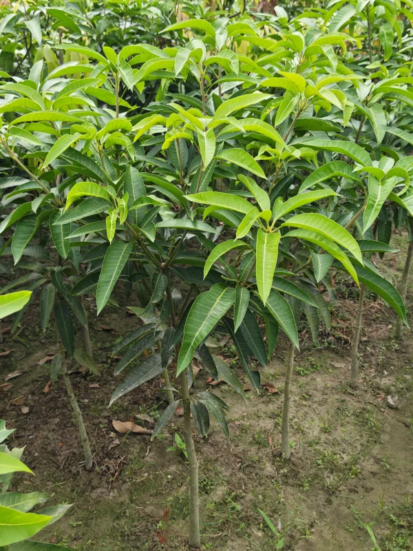 দেশি আমের চারা-01