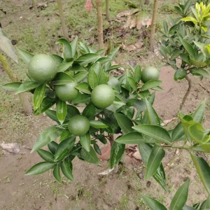 মাল্টার চারা-01