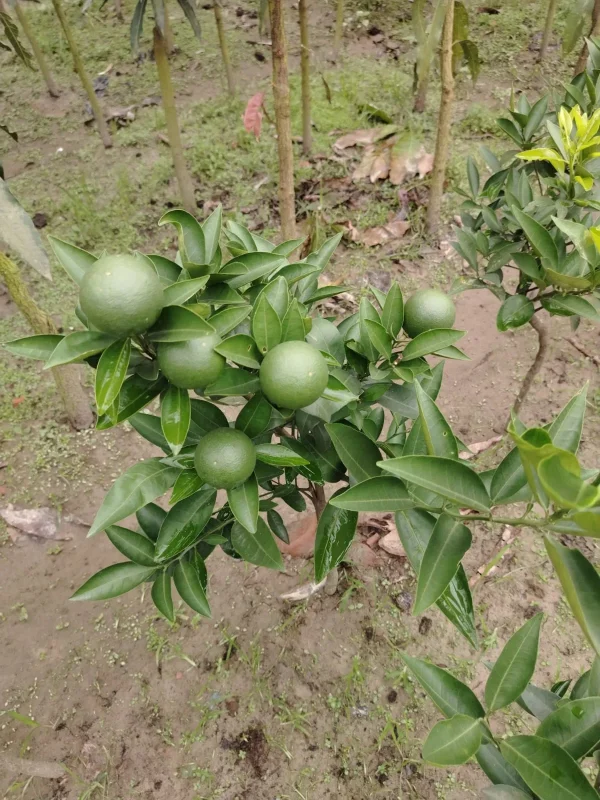 মাল্টার চারা-01