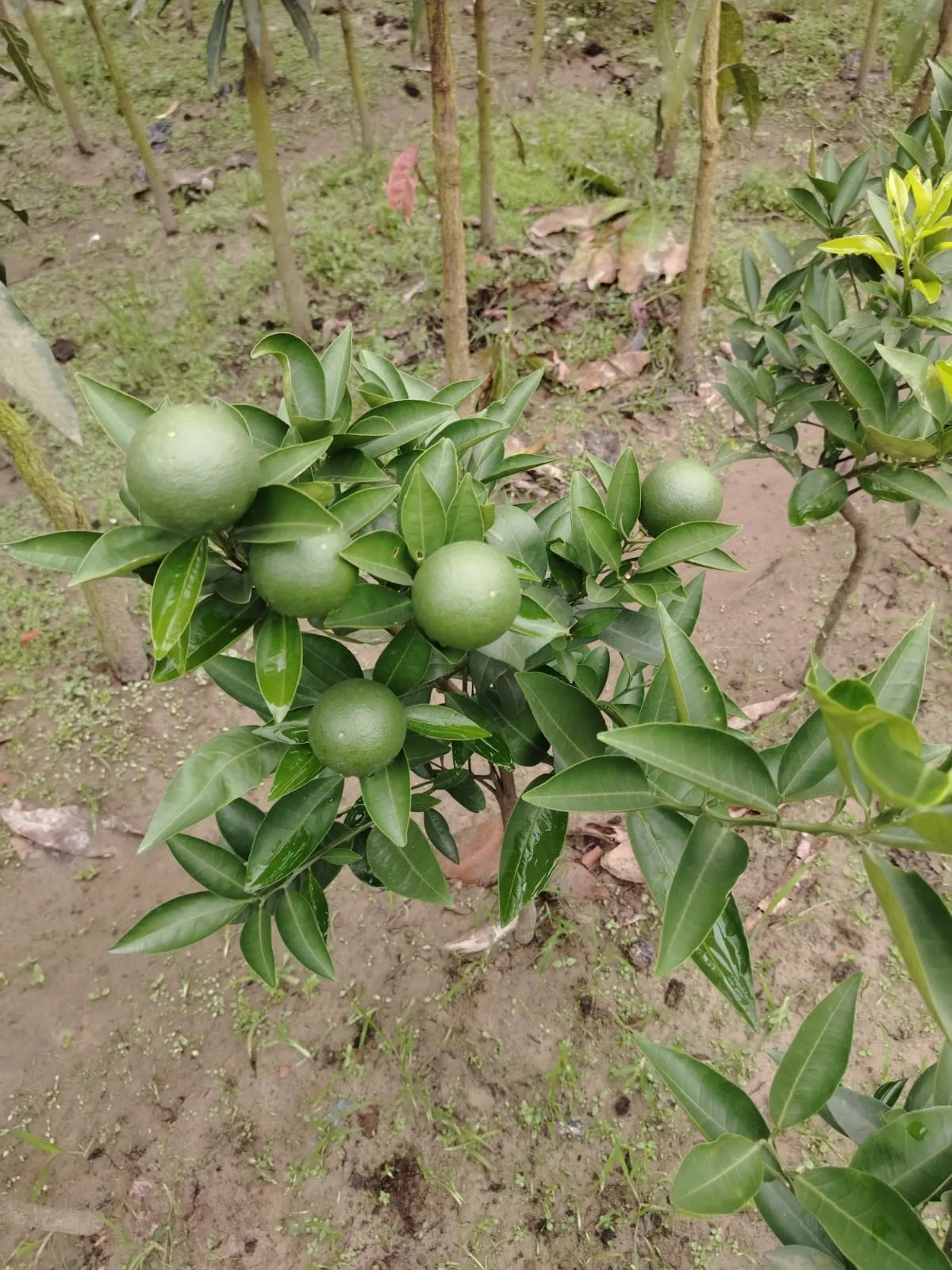 মাল্টার চারা-01