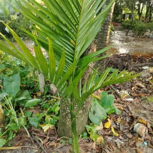 হাইব্রিড সুপারির চারা-01