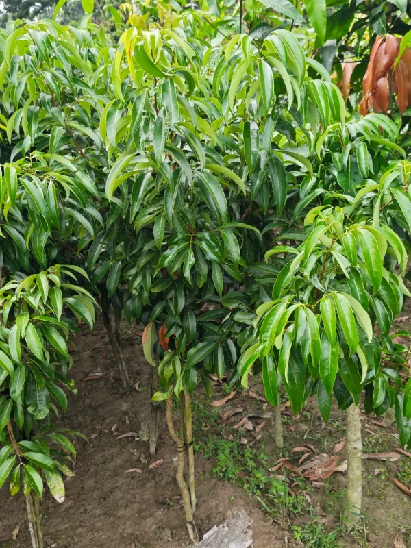 লিচুর চারাগাছ-01