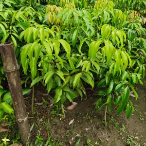 লিচুর চারাগাছ-02