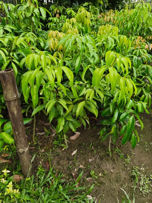 লিচুর চারাগাছ-02