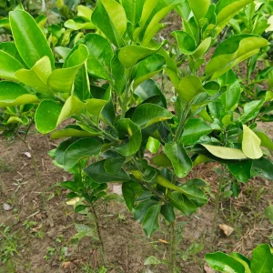থাই জাম্বুরার চারাগাছ-01
