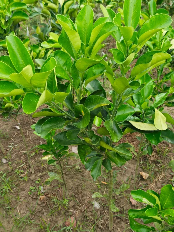 থাই জাম্বুরার চারাগাছ-01