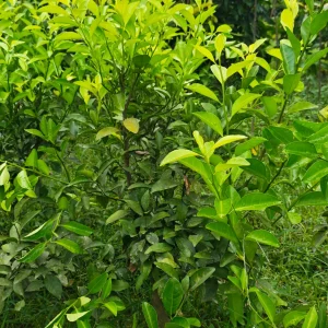 কমলার চারাগাছ-02
