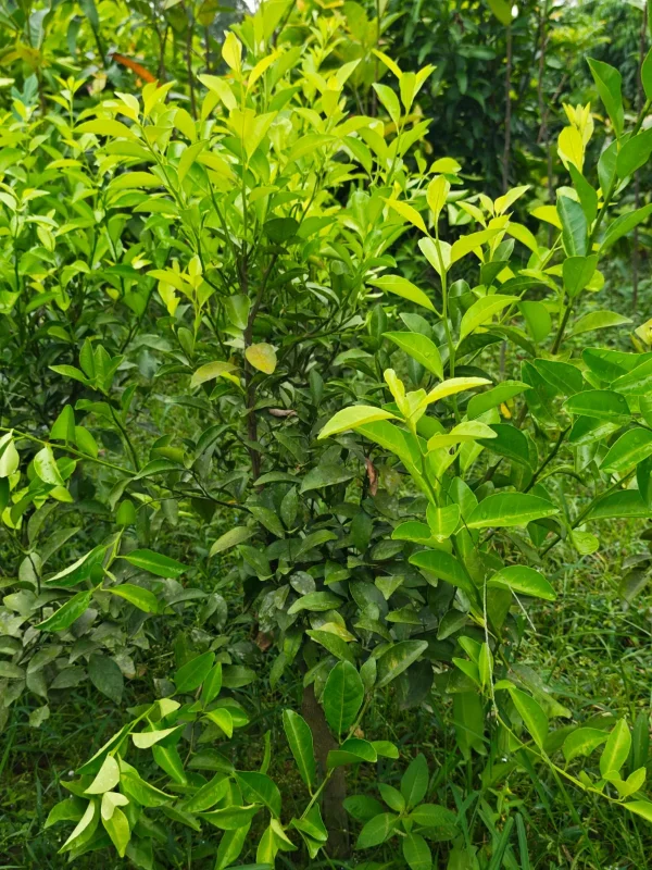 কমলার চারাগাছ-02