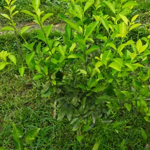 কমলার চারাগাছ-01