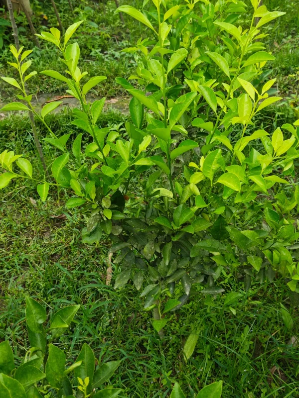 কমলার চারাগাছ-01