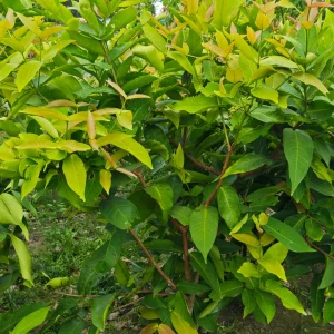 থাই মিসাইল জামরুলের চারা-01