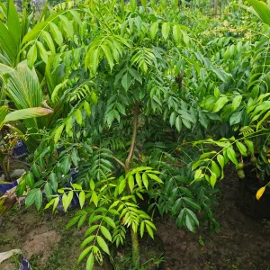 আমড়ার চারাগাছ-01