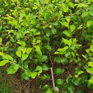 কুল/বরইয়ের চারাগাছ-01