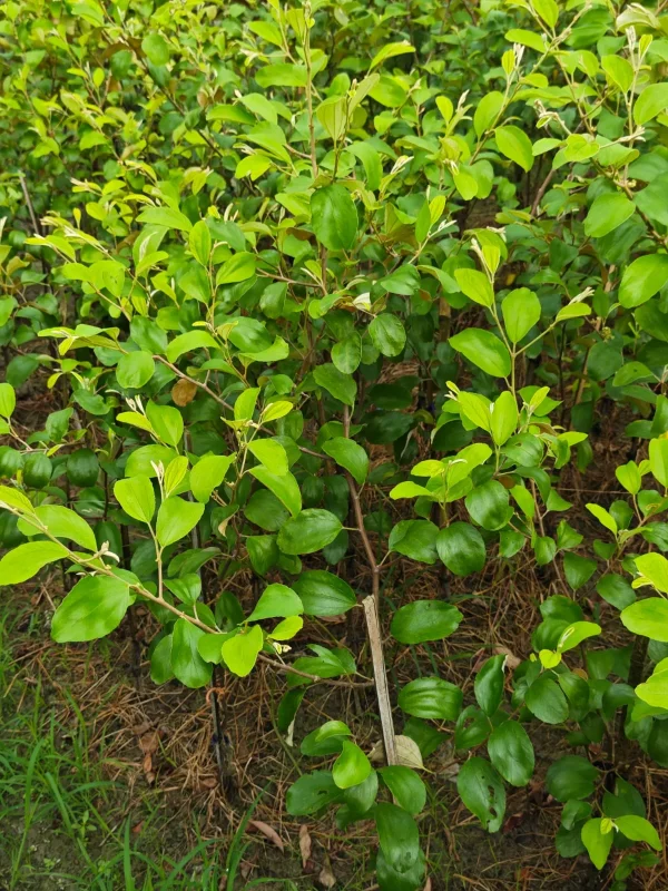 কুল/বরইয়ের চারাগাছ-01