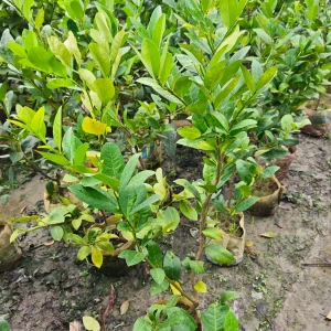 লেবুর চারা-01
