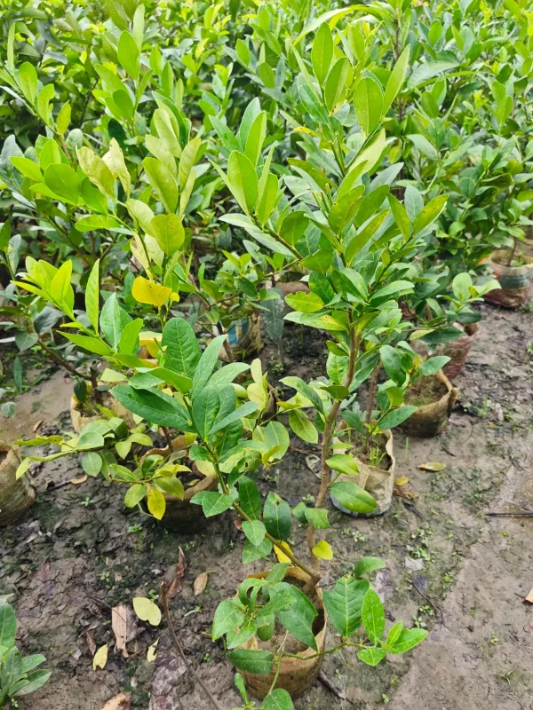 লেবুর চারা-01