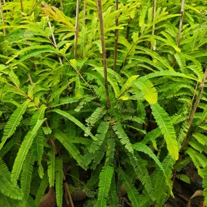 থাই আমলকির চারাগাছ-01