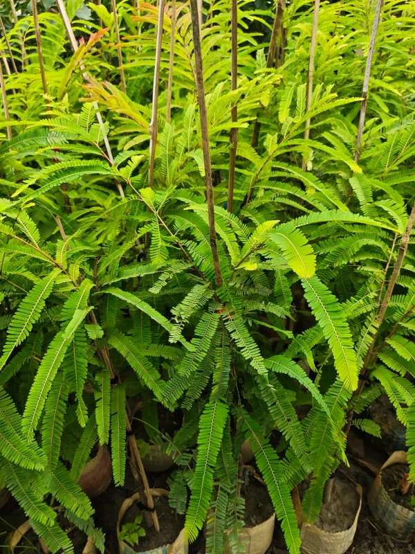 থাই আমলকির চারাগাছ-01