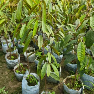 ডুরিয়ানের চারাগাছ-01