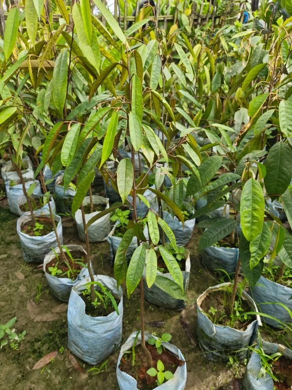 ডুরিয়ানের চারাগাছ-01