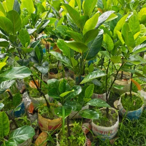 বারোমাসি আঠাবিহীন কাঁঠালের চারাগাছ-01