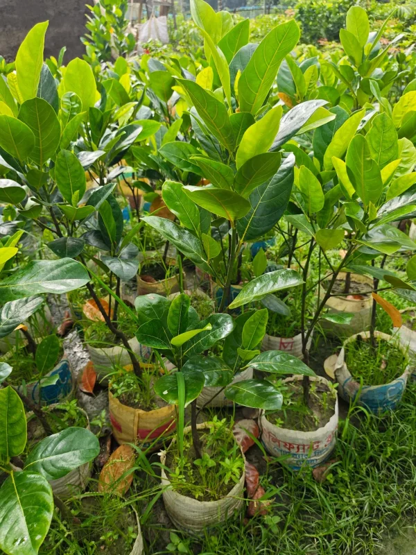 বারোমাসি আঠাবিহীন কাঁঠালের চারাগাছ-01