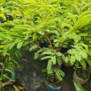 তেঁতুলের চারাগাছ-01