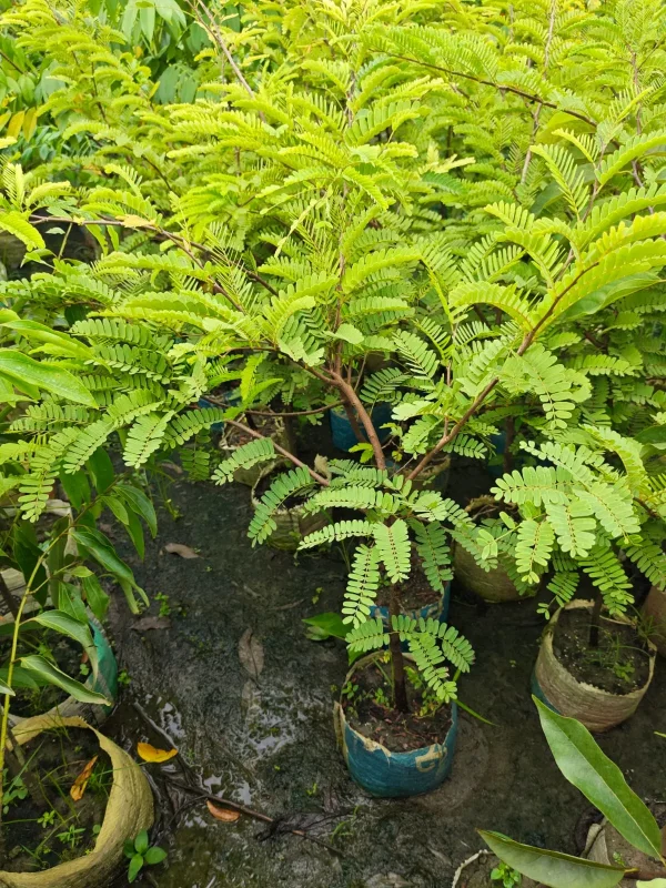 তেঁতুলের চারাগাছ-01