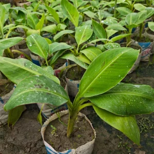 গোল্ডেন G-9 কলার চারা-01