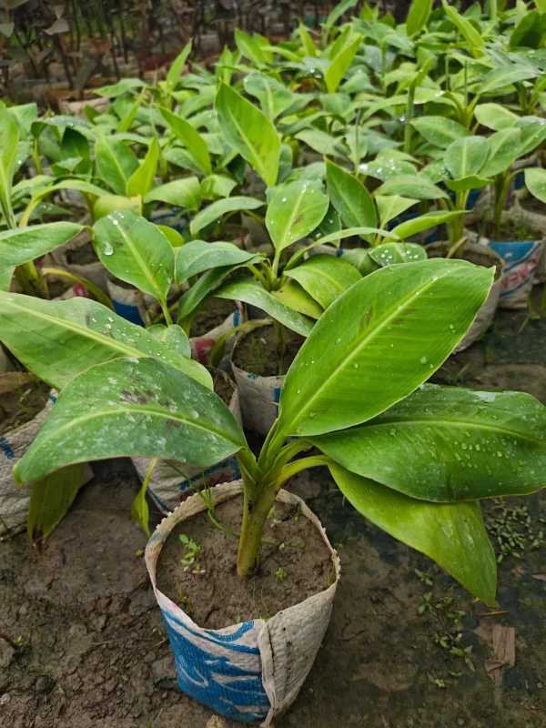 গোল্ডেন G-9 কলার চারা-01
