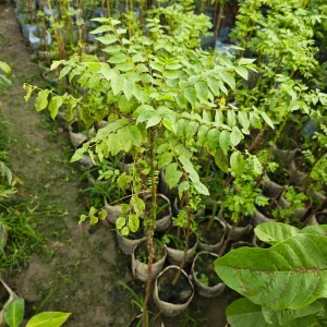অরবরই চারাগাছ-01