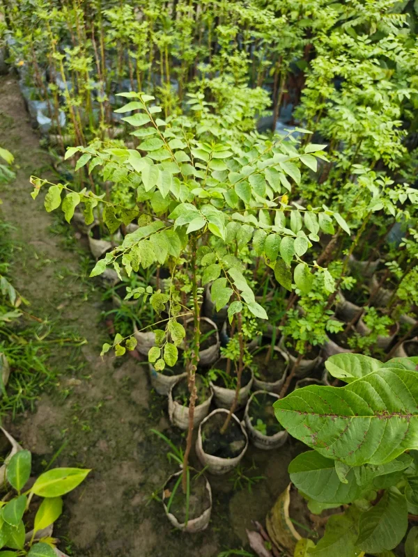 অরবরই চারাগাছ-01