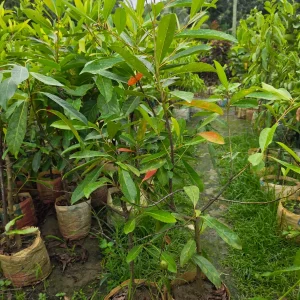 থাই জলপাইয়ের চারা-01