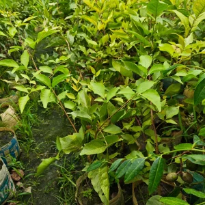 থাই বড় বেলের চারা-01