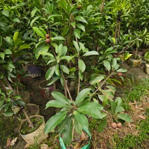 থাই লম্বা সফেদার চারা-01