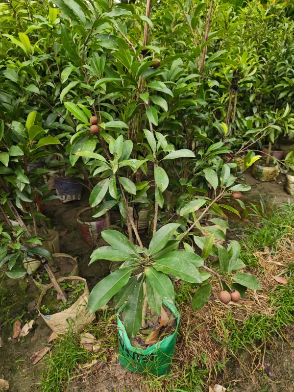 থাই লম্বা সফেদার চারা-01