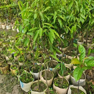তেজপাতার চারা-01
