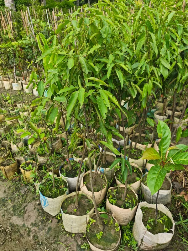 তেজপাতার চারা-01
