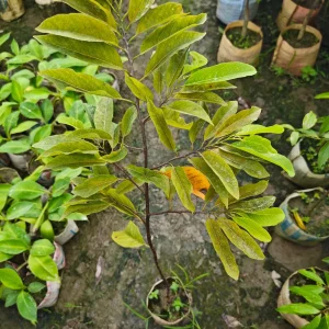 থাই লম্বা সফেদার চারা-01