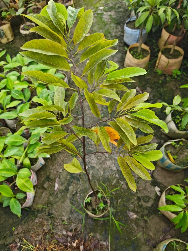 থাই লম্বা সফেদার চারা-01