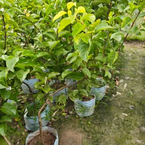 সুইট চেরি ফলের চারা-01