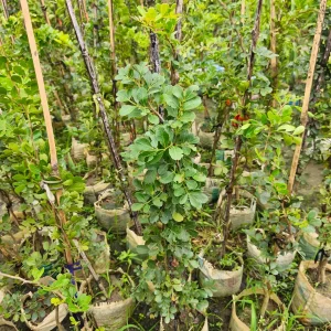 থাই কদবেলের চারাগাছ-02