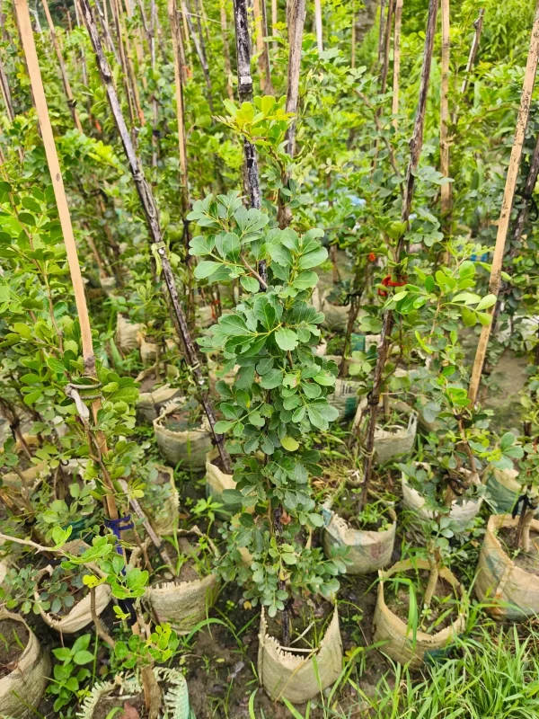 থাই কদবেলের চারাগাছ-02