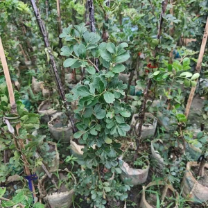থাই কদবেলের চারাগাছ-01