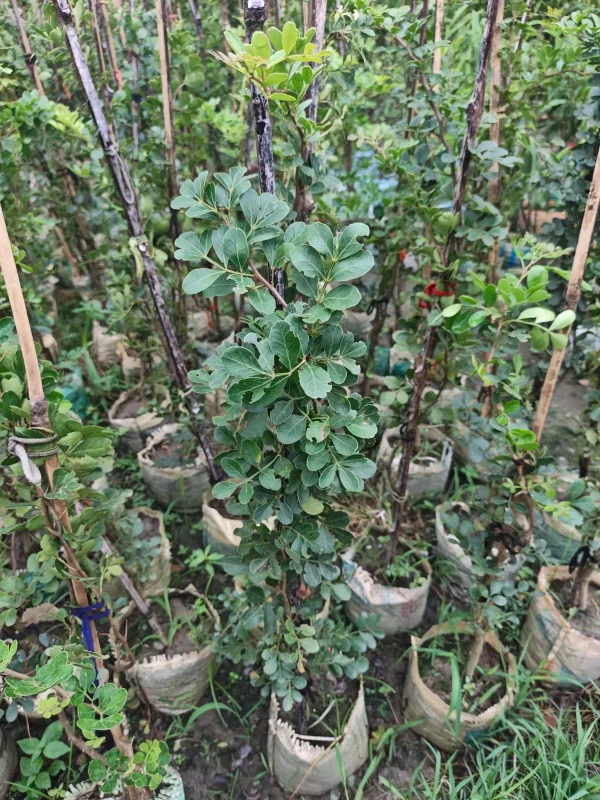থাই কদবেলের চারাগাছ-01