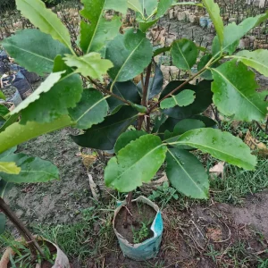 KG-10 জামের চারা-02