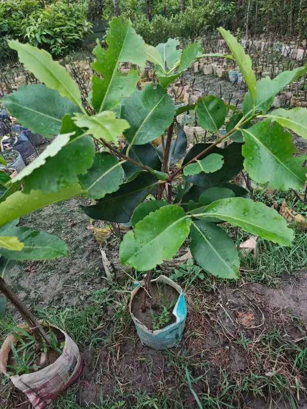 KG-10 জামের চারা-02